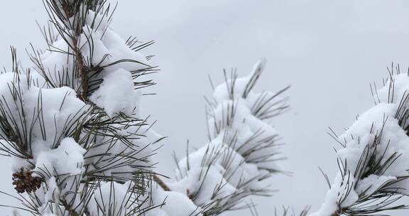 4K拍摄松枝上的积雪