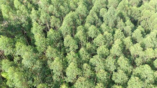 树林航拍森林自然环境绿色林地山林桉树松树