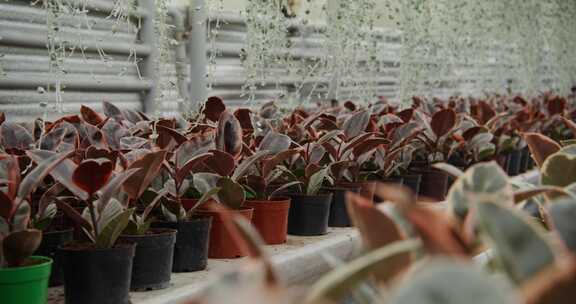 Ficus Elastica Ruby，