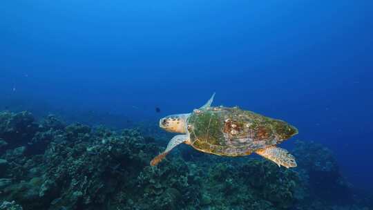 海龟、伐木工、水下、海洋爬行动物