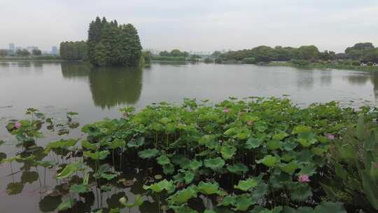 自然风光树枝树叶无锡太湖鼋头渚风景区实拍