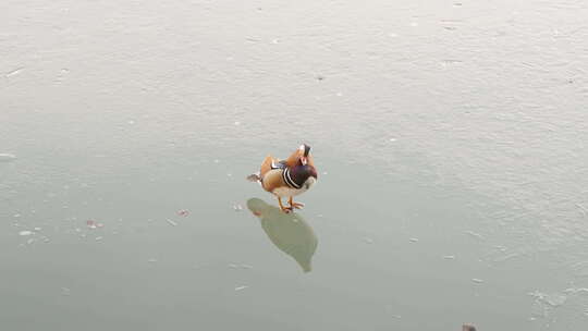 鸳鸯夫妻站在冰面水面梳理羽毛视频素材模板下载