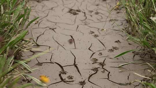 洪水退去的河岸边4K120帧升格视频