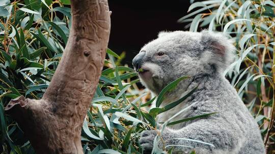 澳洲动物园视频素材模板下载
