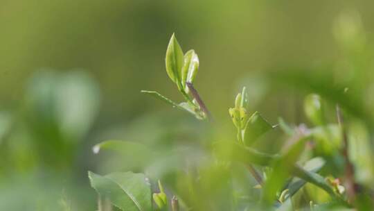 采茶制茶泡茶喝茶茶山风光视频素材