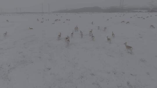 冬天雪地里来了野生黄羊