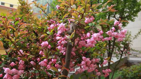 玉兰花桃花鲜花春季开花