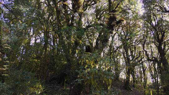 森林中长满青苔的树木视频素材模板下载