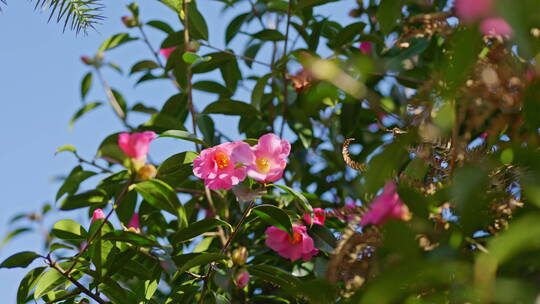春天树上开满了红色的茶花