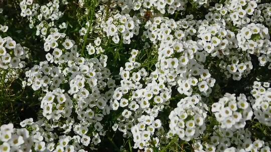 特写花园里一簇簇白花