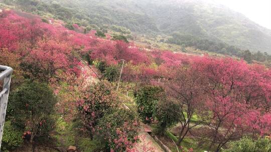 樱花园樱花盛开