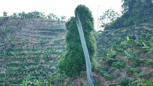 山丘和山脉的自然景色