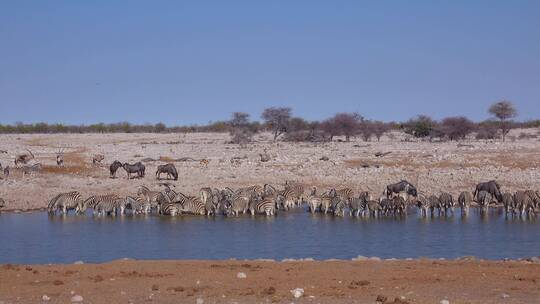 斑马和角马在水坑里喝水