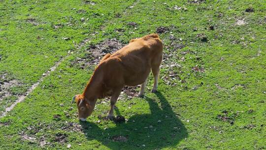 我们看到一头红褐色的奶牛在绿色的牧场上吃