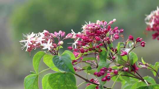 海州常山 香楸 臭芙蓉