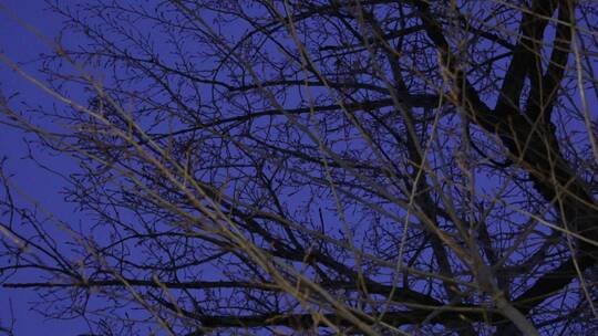 冬季夜晚天空树枝恐怖凄凉枯枝树木