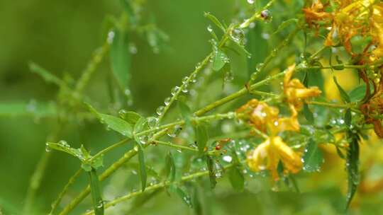 雨后的绿枝黄花