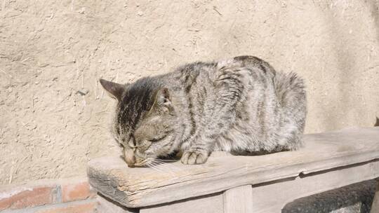 衰老的猫在户外晒太阳很瘦的猫病猫老猫