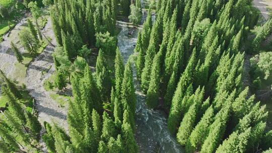 航拍草原森林风景