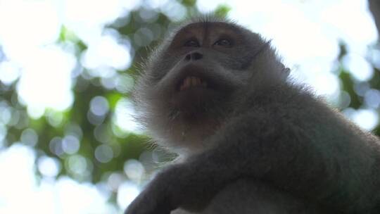 猴子脸的低水平拍摄视频素材模板下载