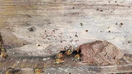 蜜蜂养殖场 飞舞的蜜蜂在蜂箱进进出出