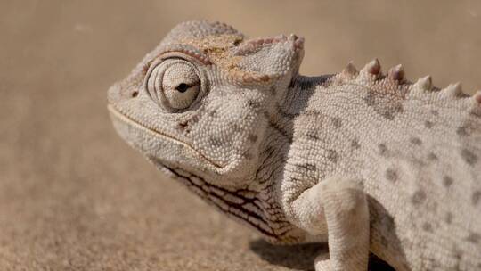 蜥蜴变色龙在沙漠上动物园宠物动物视频素材模板下载