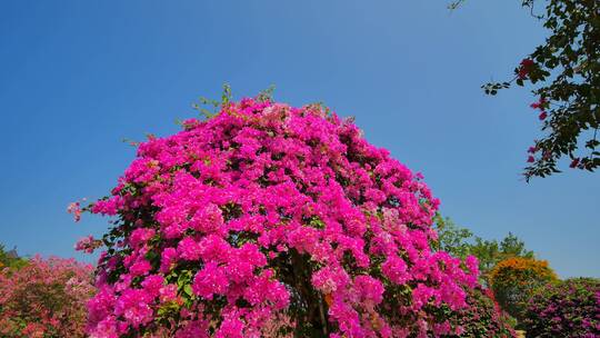 南宁青秀山三角梅花园叶子花