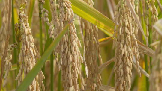 秋天水稻穗大米粮食成熟丰收视频素材模板下载