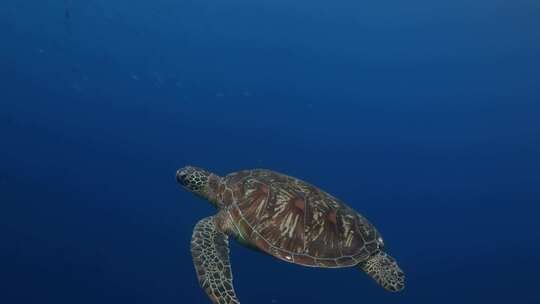 海底海龟近距离拍摄