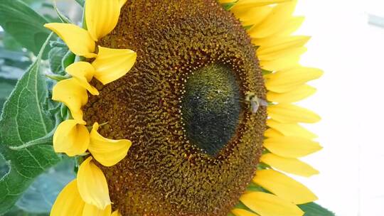 正在吸食向日葵花蜜的蜜蜂