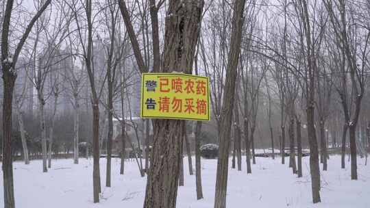 4K下雪天公园里树上警告牌已喷农药