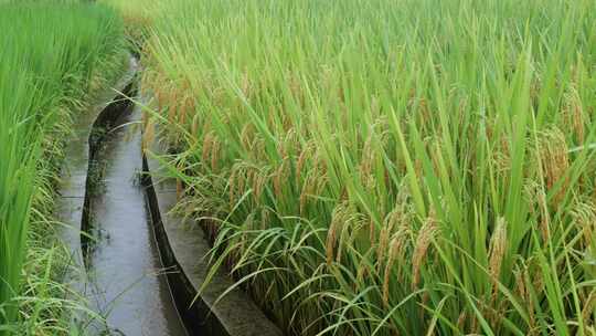 成熟的稻穗水稻特写雨露水珠田野