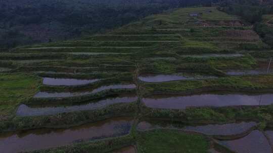 雷波马湖莼菜