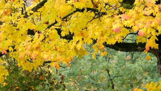 美丽的金黄色的枫叶树叶森林树木背景视频