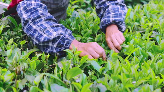 广东清远英德乡村茶园茶叶茶农采茶特写4K