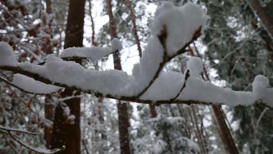 被雪覆盖的树枝