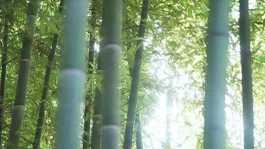 阳光穿过竹林视频素材模板下载