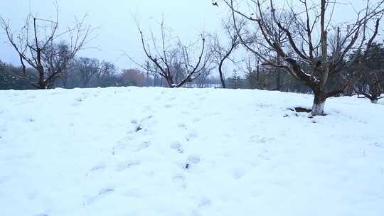 西安大明宫遗址公园大雪雪景