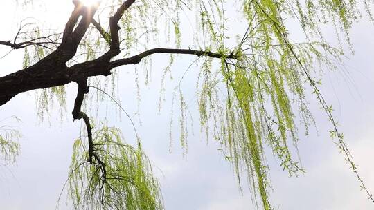 杭州西湖春天空镜合集