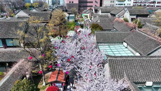 春天古建筑樱花与灯笼航拍徐州市回龙窝历史