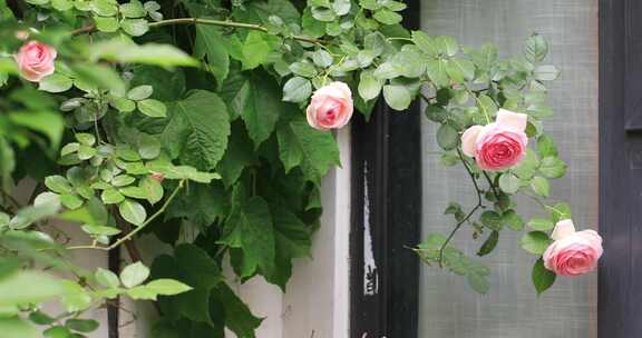 小区院墙盛开的蔷薇花