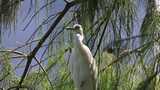 生态湿地里的白鹭，大白鹭高清在线视频素材下载