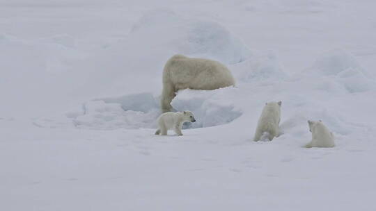 北极熊和幼崽在雪地里玩耍