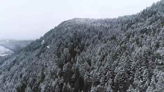 海岸山脉白雪覆盖的树木的航拍镜头