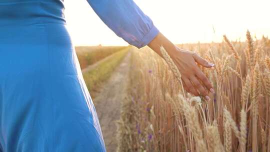 行走在麦田里用手抚摸阳光下的麦子
