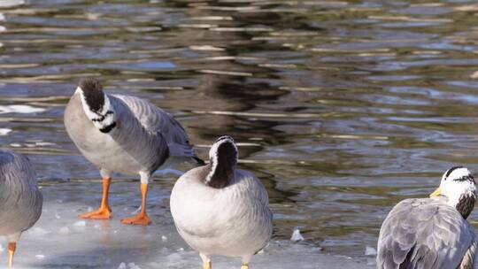 冬季结冰湖面上的水禽鸭子鸳鸯天鹅