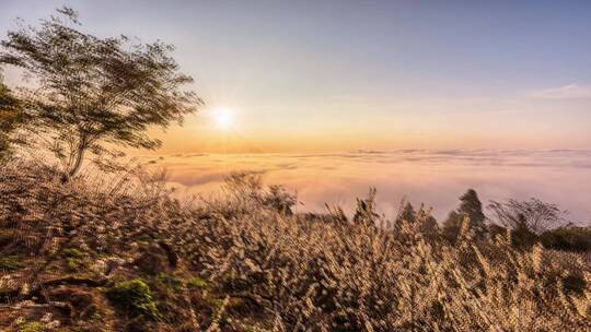 春季山顶桃花夕阳日落云海延时