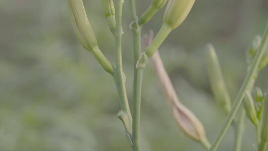 黄花菜成熟期摇镜头LOG