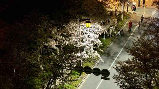 航拍鉴真路道路夜景樱花路灯