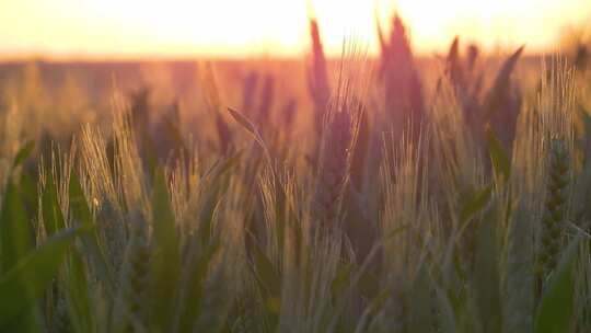 黄昏时刻的小麦